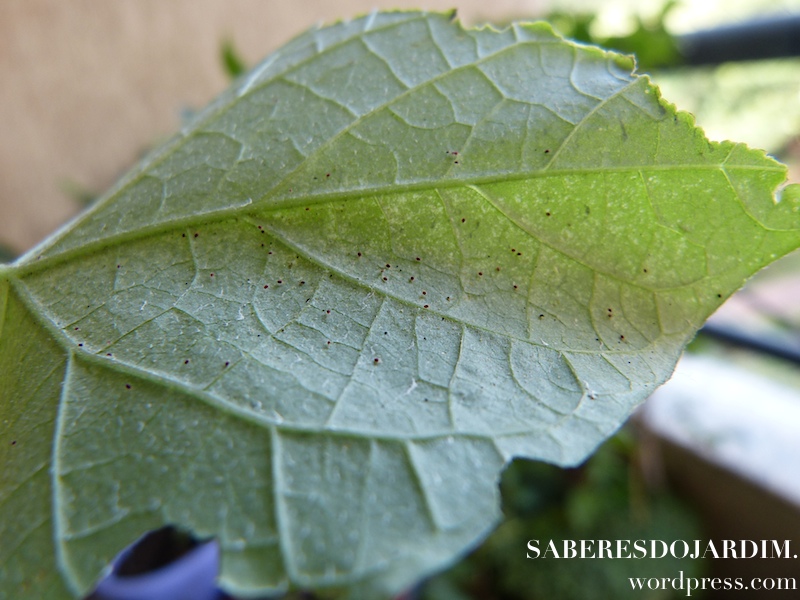 erros comuns ao tentar eliminar ácaros de plantas