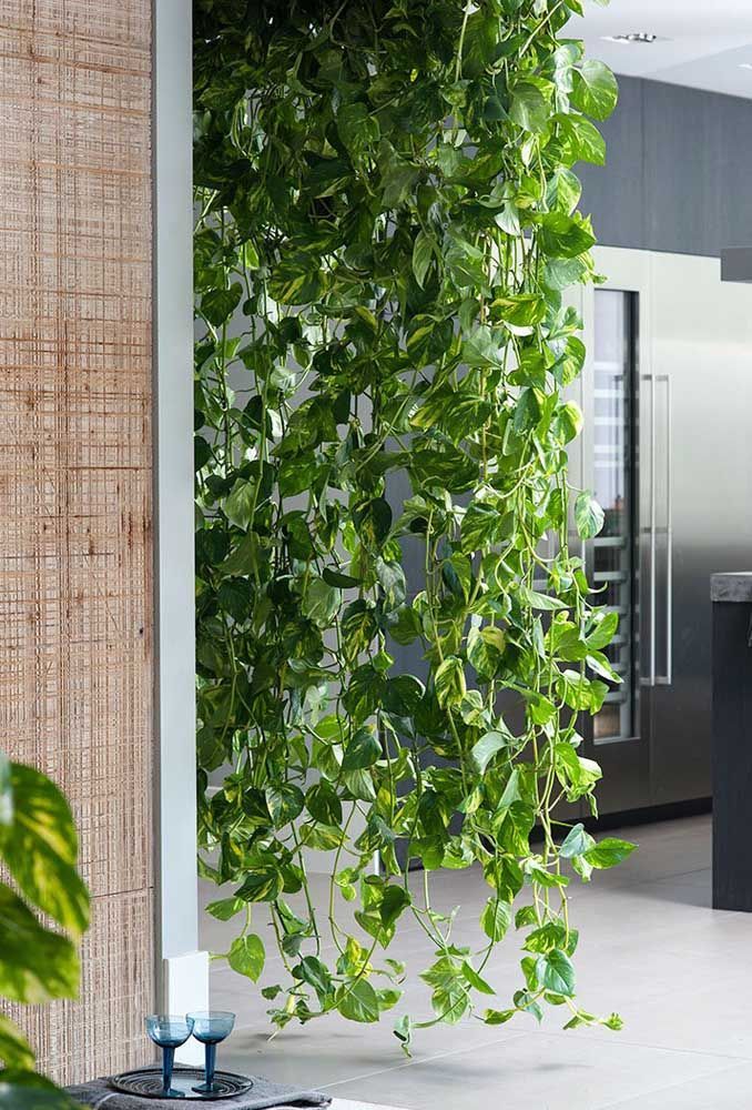 jiboia como fazer mudas