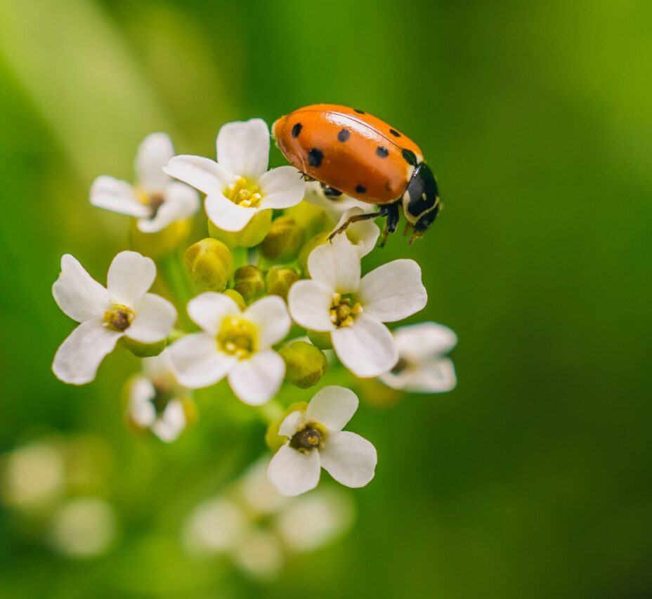 erros comuns ao tentar atrair joaninhas
